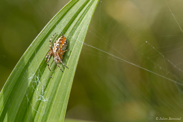 Épeire armide (Aculepeira armida) (lac d'Ayous, Laruns (64), France, le 13/07/2019)