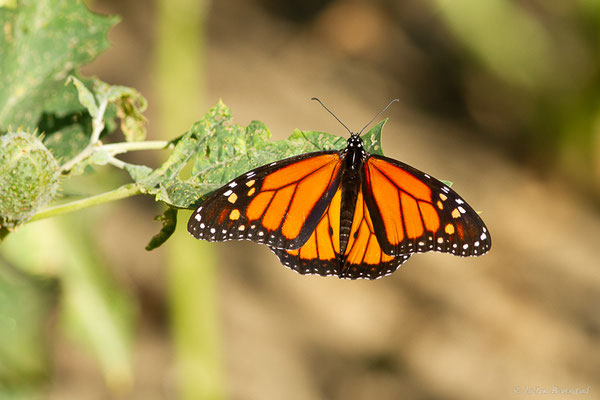 Monarque ou Monarque américain — Danaus plexippus (Linnaeus, 1758), (Tétouan (Tanger-Tétouan-Al Hoceïma), Maroc, le 27/09/2023)