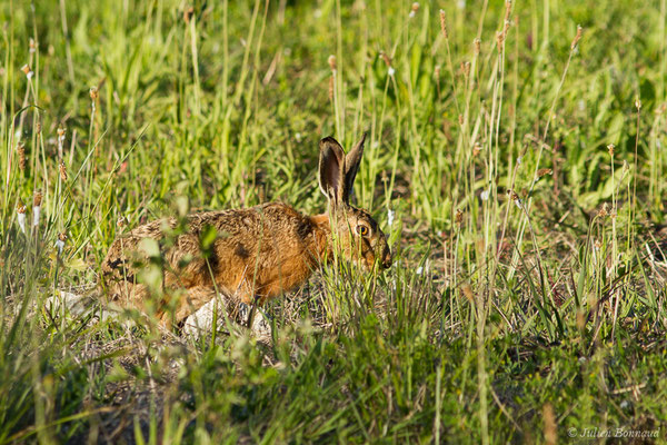Lièvre d'Europe — Lepus europaeus Pallas, 1778, (Lacq (64), France, le 13/05/2019)