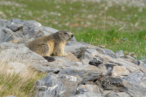 Marmotte des Alpes, Marmotte — Marmotta marmotta (Linnaeus, 1758)