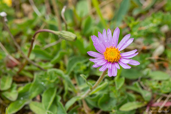 Aster des Alpes — Aster alpinus L., 1753, (Station de ski de Gourette, Eaux Bonnes (65), France, le 15/06/2020)