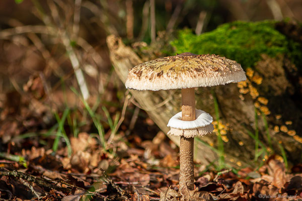 Macrolepiota phaeodisca Bellù, 1984, (Mourenx (64), France, le 21/12/2022)