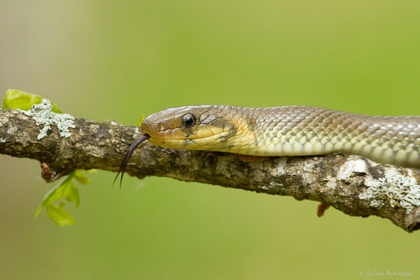 Couleuvre d'Esculape — Zamenis longissimus (Laurenti, 1768)