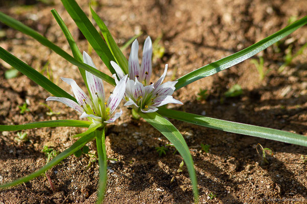  Androcymbium d'Europe — Androcymbium europaeum (Hoyo A. & Pedrola-Monfort, 2010)