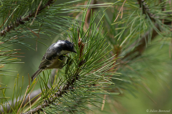 Mésange noire — Periparus ater (Linnaeus, 1758), (Asco (2B), France, le 10/09/2019)