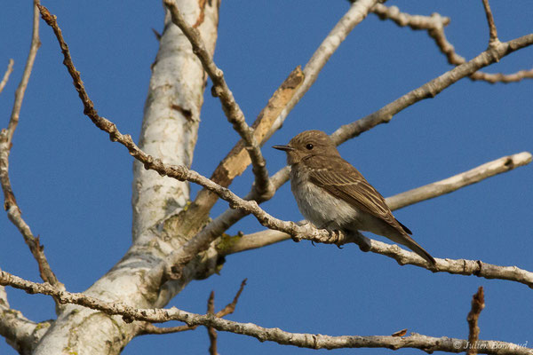 Gobemouche gris — Muscicapa striata (Pallas, 1764), (Bonifacio (2A), France, le 06/09/2019)