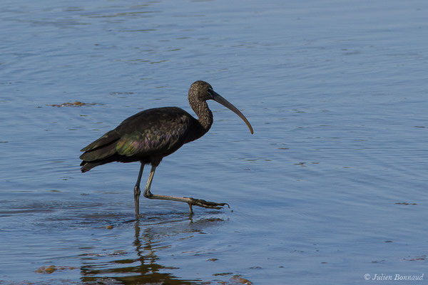Ibis falcinelle — Plegadis falcinellus (Linnaeus, 1766), (Marais de l'Odiel, Palos de la Frontera (Andalousie), le 07/08/2020)