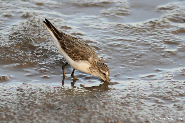 Bécasseau semipalmé — Calidris pusilla (Linnaeus, 1766), (adulte, plumage internuptial) (dégrad des Cannes, Guyane, le 17/11/2015)