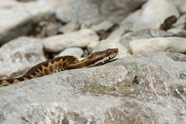 Vipère aspic de Zinniker – Vipera aspis zinnikeri (Kramer, 1958), (Urdos (64), France, le 07/05/2022)