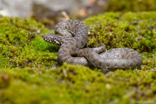 Couleuvre vipérine — Natrix maura (Linnaeus, 1758)