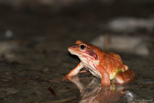 Grenouille rousse — Rana temporaria Linnaeus, 1758