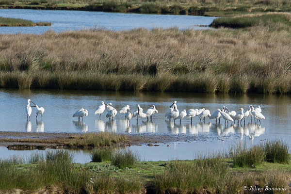 Spatule blanche — Platalea leucorodia Linnaeus, 1758, (adultes) (réserve ornithologique du Teich (33), France, le 24/01/2018)