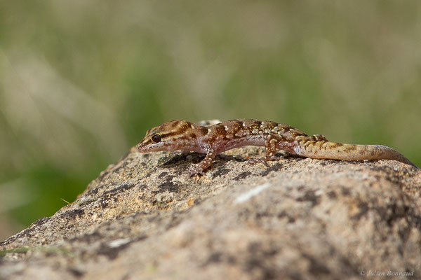 Saurodactyle à bandes — Saurodactylus fasciatus Werner, 1931