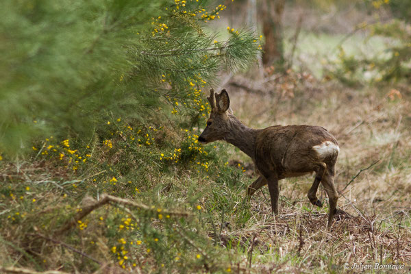 Chevreuil européen – Capreolus capreolus (Linnaeus, 1758), (Campet-et-Lamolère (40), France, le 14/03/2018)