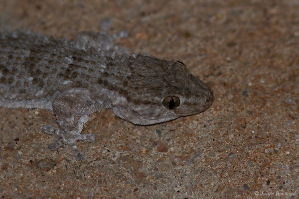 Tarente de Maurétanie — Tarentola mauritanica (Linnaeus, 1758), (Vila do Bispo (Algarve), Portugal, le 04/09/2018)