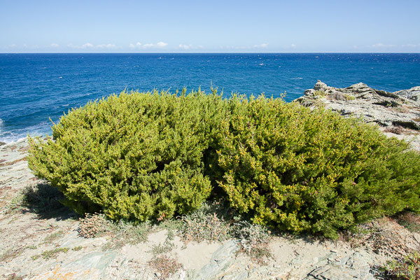 Genévrier de Phénicie — Juniperus phoenicea L., 1753, (Sentier des douanier, Rogliano (2B), France, le 09/09/2019)