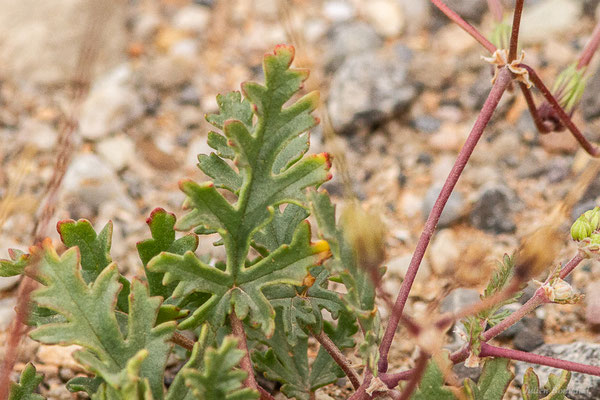 Érodium à feuilles crassulescentes — Erodium crassifolium (Forssk.) L'Hér. [1789], (Msseyed (Guelmim-Oued Noun), Maroc, le 25/03/2024)