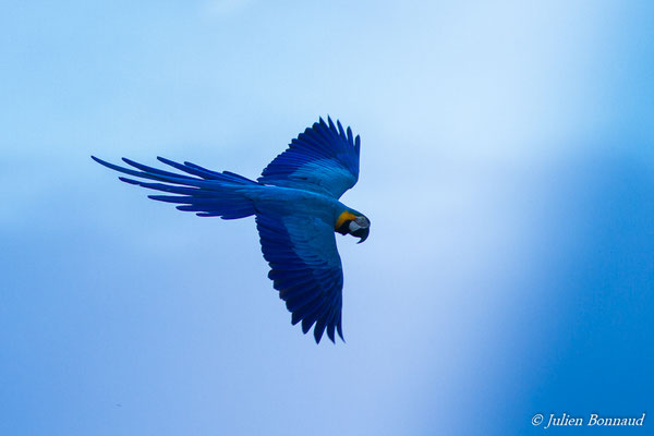 Ara bleu – Ara ararauna (Linnaeus, 1758), (Centre Spatial Guyanais, Kourou, le 13/01/2017)