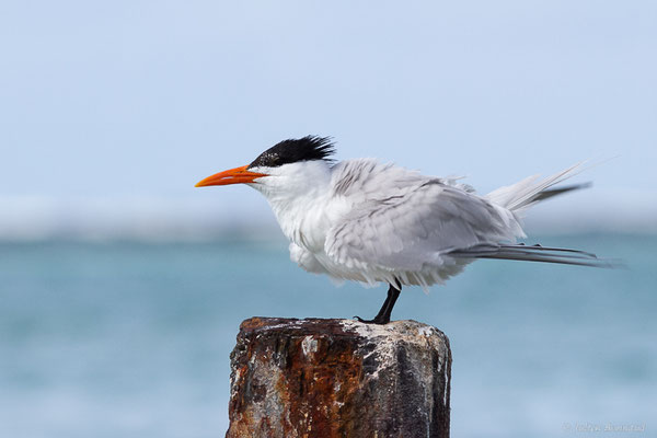 Sterne royale — Thalasseus maximus (Boddaert, 1783), (adulte) (Saint-Anne, Guadeloupe, le 15/05/2016)