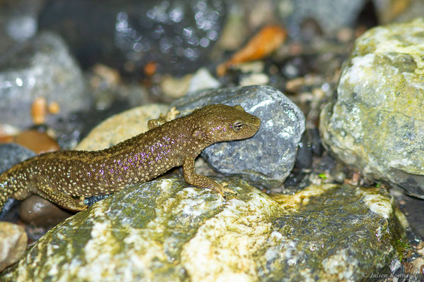 Calotriton des Pyrénées ou Euprocte des Pyrénées – Calotriton asper (Al. Dugès, 1852), (Sarrance (64), France, le 23/04/2022)