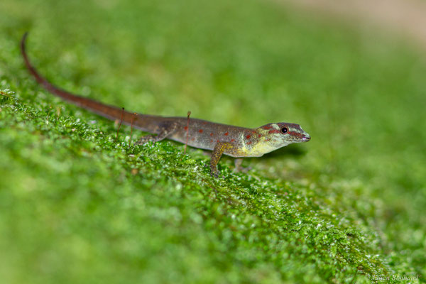 Gonatode huméral — Gonatodes humeralis (Guichenot, 1855), (Mine d'or Dorlin, Maripassoula, Guyane, le 25/05/2017)