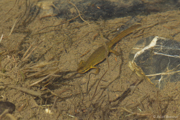Triton palmé – Lissotriton helveticus (Razoumowsky, 1789), (Col de Peyrelue, Vallée d'Ossau (64), France, le 22/06/2019)