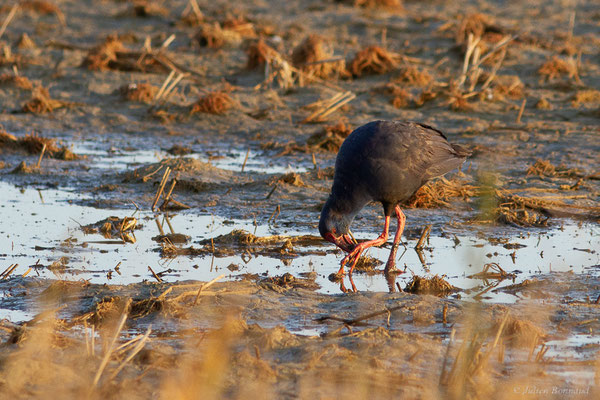 Talève sultane – Porphyrio porphyrio (Linnaeus, 1758), (Parc Naturel du Delta de l'Ebre (Catalogne), Espagne, le 07/02/2022)
