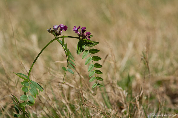 Vesce des haies — Vicia sepium L., 1753, (Fort du Portalet, Etsaut (64), France, le 05/04/2021)