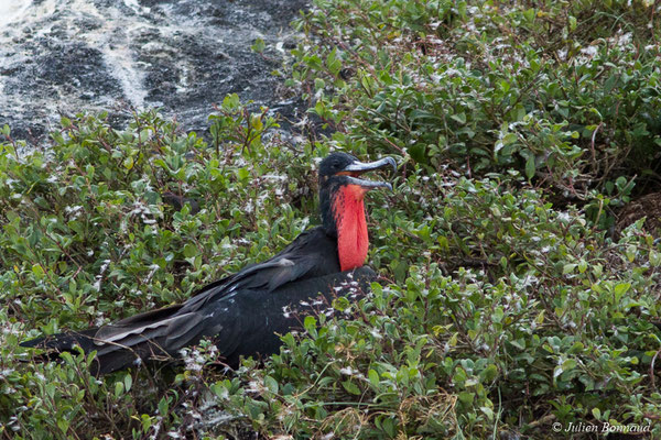 Frégate superbe — Fregata magnificens Mathews, 1914, (mâle adulte) (Île du Grand Connétable, Guyane, le 09/08/2017)