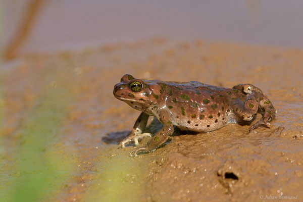 Crapaud vert marocain — Barbarophryne brongersmai (Hoogmoed, 1972)