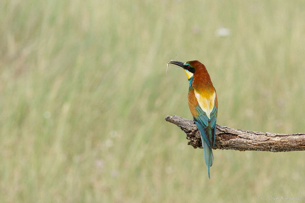 Guêpier d'Europe — Merops apiaster Linnaeus, 1758, (Pitillas (Navarre), Espagne, le 15/07/2023)