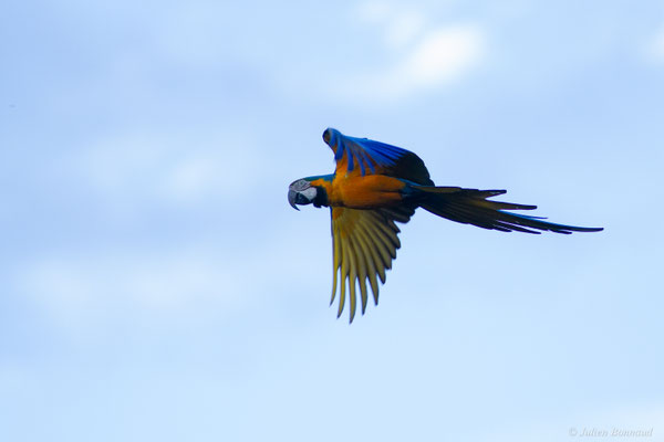 Ara bleu — Ara ararauna (Linnaeus, 1758), (Centre Spacial Guyanais, Kourou, Guyane, le 13/01/2017)