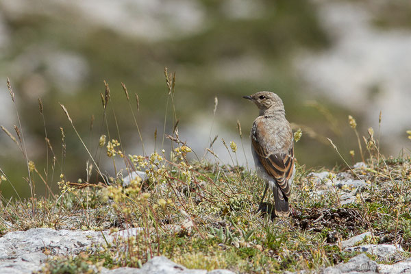 Traquet motteux — Oenanthe oenanthe (Linnaeus, 1758), (Col du Pourtalet, Laruns (64), France, le 06/07/2019)