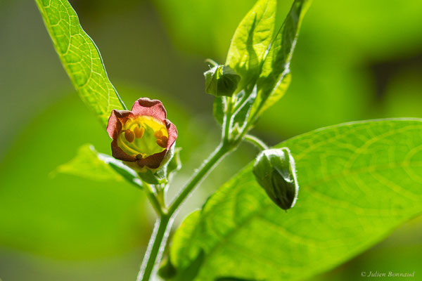 Belladone — Atropa belladonna L., 1753, (Etsaut (64), France, le 03/06/2022)