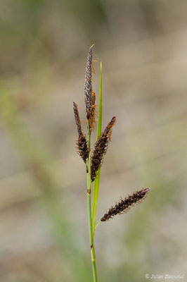 Laîche glauque — Carex flacca Schreb., 1771, (Aulon (31), France, le 03/05/2019)
