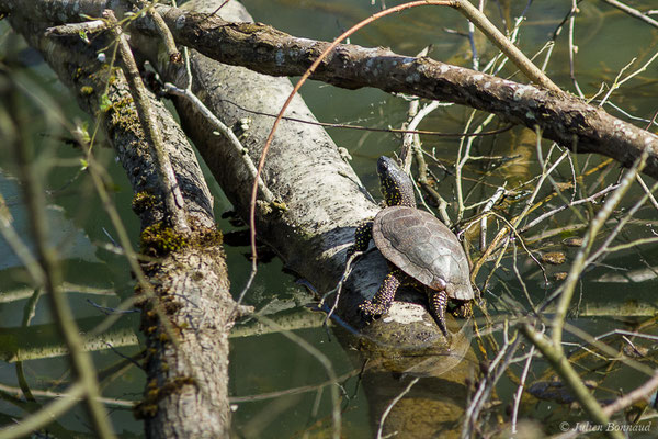 Cistude d'Europe — Emys orbicularis (Linnaeus, 1758), (Lac d'Orthez (64), le 16/03/2019)