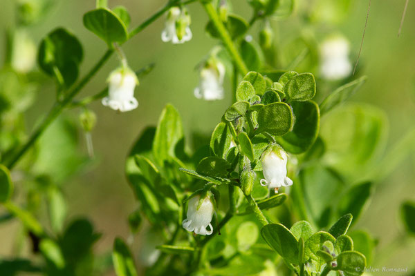 Muguet des pampas — Salpichroa origanifolia (Lam.) Baill., 1888, (Anglet (64), France, le 10/10/2023)