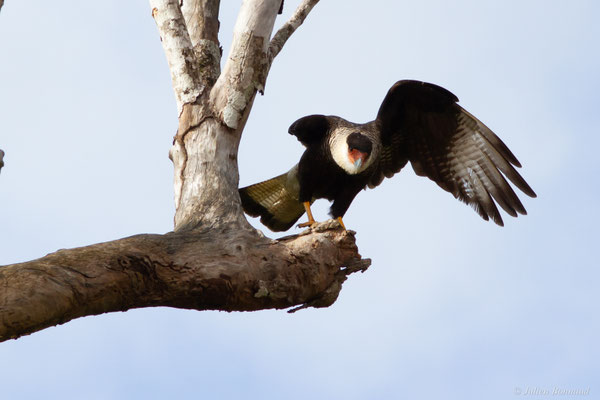 Caracara huppé — Caracara plancus (Miller, 1777), (Kourou, Guyane, le 14/03/2017)