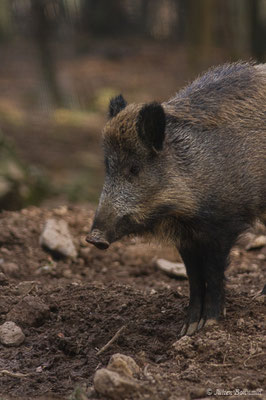 Sanglier — Sus scrofa Linnaeus, 1758, (Parc faunistique Lacuniacha, Huesca, Espagne, le 09/02/2020)