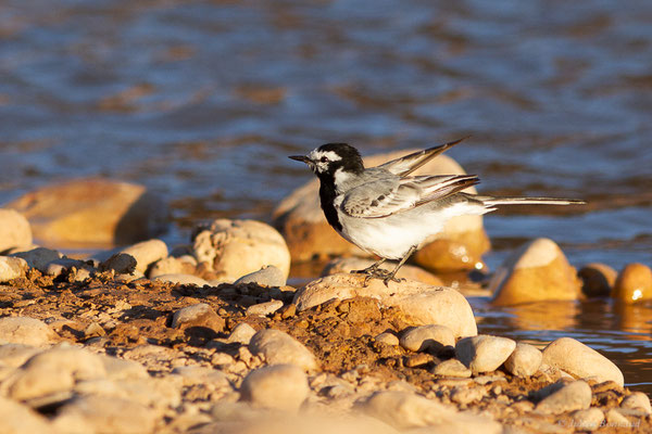 Bergeronnette grise — Motacilla alba Linnaeus, 1758, (Tafedna, (Marrakech-Tensift-Al Haouz), Maroc, le 25/01/2023)