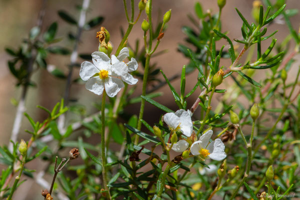 Ciste de Clusius ou Ciste à feuille de romarin — Cistus clusii Dunal