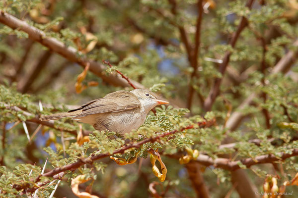 Hypolaïs obscure — Iduna opaca (Cabanis, 1850), (Msseyed (Guelmim-Oued Noun), Maroc, le 29/03/2024)