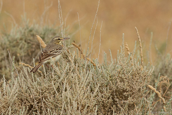 Pipit rousseline – Anthus campestris (Linnaeus, 1758), (Bardenas Real, Arguedas (Aragon), Espagne, le 08/06/2022)