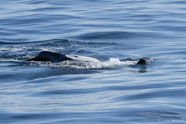 Orque ou Épaulard – Orcinus orca (Linnaeus, 1758), (Saint-Jean-de-Luz (64), France, le 05/10/2019)