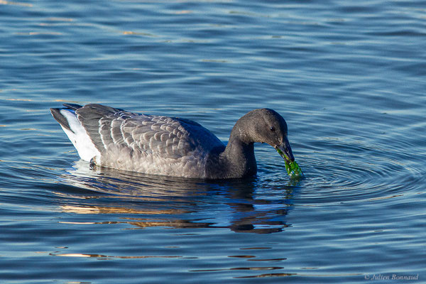 Bernache cravant — Branta bernicla (Linnaeus, 1758), (Andernos-les-Bains (33), France, le 10/12/2022)