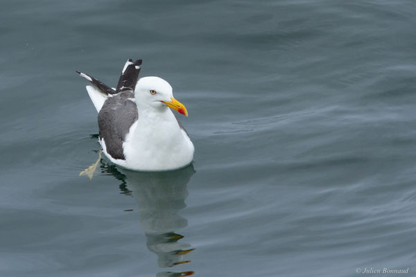 Goéland brun — Larus fuscus Linnaeus, 1758, (Baie de Quiberon, Locmariaquer (56), France, le 09/07/2021)