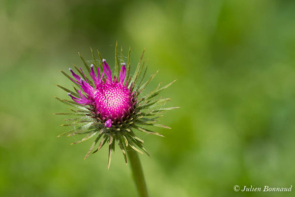 Chardon à pédoncules nus, Chardon décapité — Carduus defloratus L., 1759, (Cette-Eygun (64), France, le 23/04/2021)