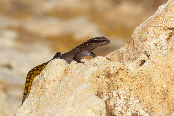 Saurodactyle de Brosset — Saurodactylus brosseti Bons & Pasteur, 1957
