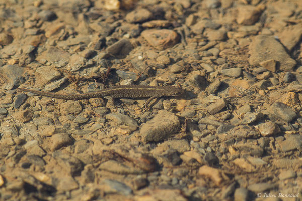 Calotriton des Pyrénées — Calotriton asper (Al. Dugès, 1852)