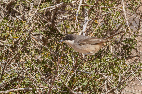 Fauvette orphée — Curruca hortensis (J.F. Gmelin, 1789),(Msseyed (Guelmim-Oued Noun), Maroc, le 29/03/2024)